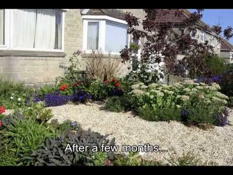 how to grow oenothera odorata