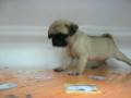 videos de Carlino Macho STA REF:206