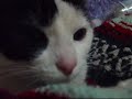 funny sleepy kitty