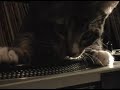 My Cat can Scratch!  DJ Monkey!