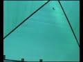 Humming Bird Fight