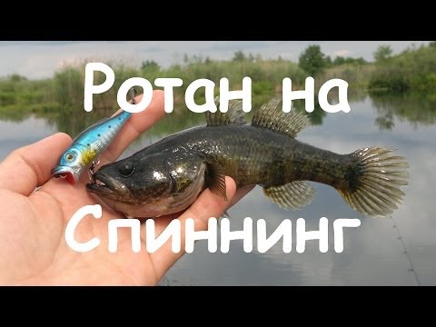 можно ли ловить ротана на спиннинг можно ли ловить ротана на спиннинг
