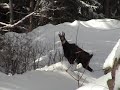 chamois albinos en Suisse  -   albino Gemse in der Schweiz  -  Chamois in Switzerland