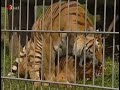 A Tiger With No Aim!