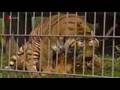 A Tiger With No Aim!