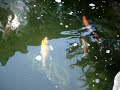Koi Pond - My New Ginrin Chagoi
