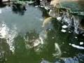 Koi Pond - My New Ginrin Chagoi