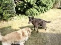 Dog Love Dog Love