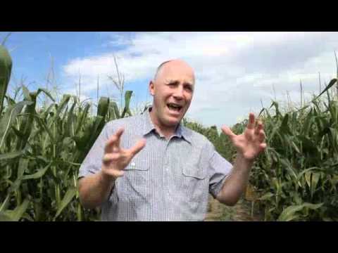how to fertilize corn