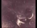 Lion Kills Tiger