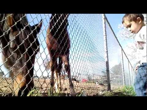 horses grand national horses grand national