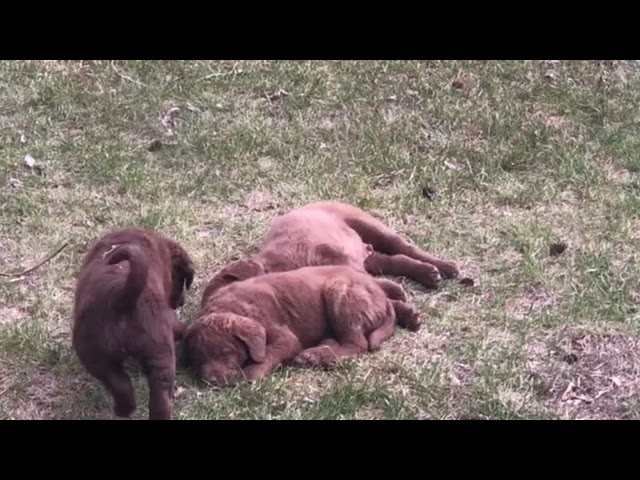 Chesapeake Bay Retriever puppies  in Dogs & Puppies for Rehoming in North Shore