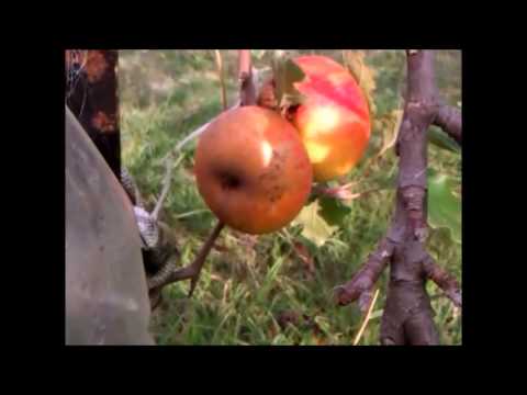 how to locate european wasp nest