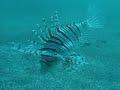 diving futo 2003 Part1