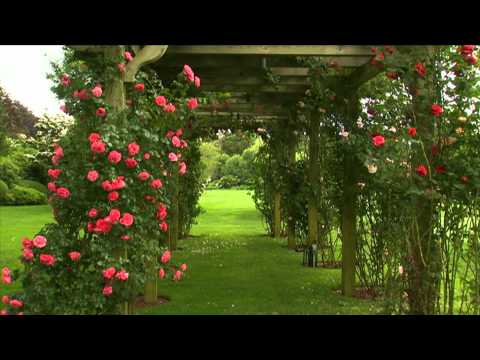 how to grow climbing roses