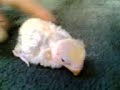Baby lovebird