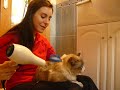 secar a un gato