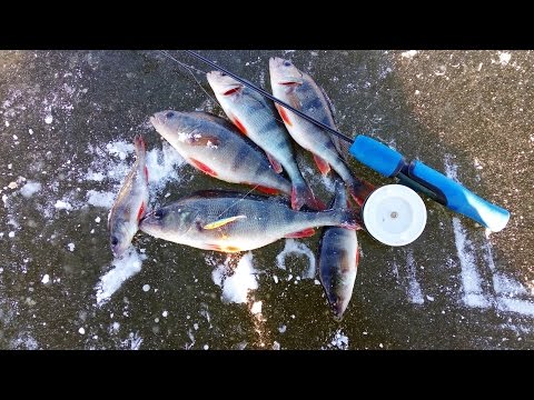 ловля окуня в нижегородской области ловля окуня в нижегородской области