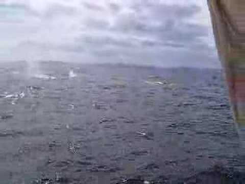 Whales watching