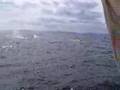 videos de Whales watching