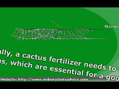 how to fertilize cactus