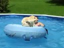 Coulie lounging in the pool #2 Coulie lounging in the pool #2