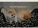 All sorts of puppies, and they are all so cute!