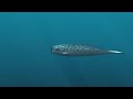 Jedi Narwhal