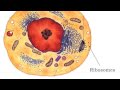 Cell Organelles