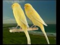 Naturaves - (Postura) Lancasire Play Eath.avi