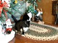 Figgy The Three Legged Cat - Redux Figgy The Three Legged Cat - Redux