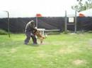 PERRA QUE SE ESTA METIENDO APENAS A PECHO EDAD 3 ANOS PERRA CIVIL MURDE MANGA OCULTA LINEA DE SANGRE LOUPS MUTINS, ACACIAS, POTTOIS, ETC... HECHA EN MEXICO  GUTZ K9