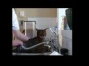 How to Give a Cat a Bath