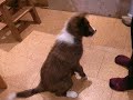 Tia Border Collie Waving and Marching Part 2