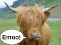EMO COWS!!