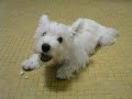 Westie Puppy Week 14 apple 2