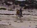 Salukis in West Aus