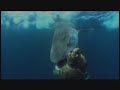 Shark Week 2007 -Tiger Shark Destroys Turtle