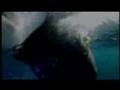 Tiger Shark Destroys Turtle Shark Week 07 Tiger Shark Destroys Turtle Shark Week 07