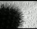 Cactus Story