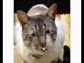 estando el señor don gato sentadito