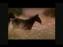 horses- kissed a girl horses- kissed a girl