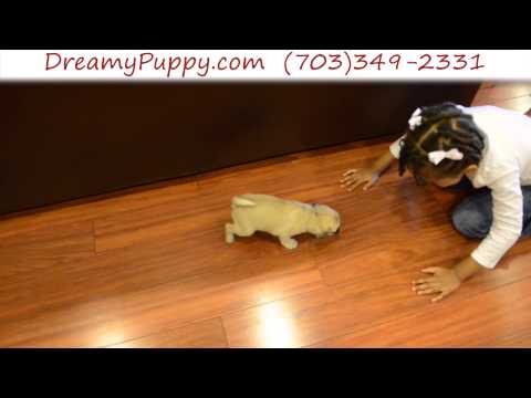 Loving Pocket Puggle Female Puppy