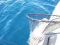 jorge noya en puerto radal pescando trucha con mosca.MOV