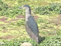 HUAIRAVO (Nycticorax nycticorax) HUAIRAVO (Nycticorax nycticorax)