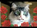 Cute Cat Valentine- IB Homegirl