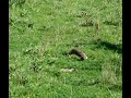 Frenetic stoat