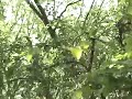 The Sound of Cicadas -- Amazing Noise of Dense Cicadas The Sound of Cicadas -- Amazing Noise of Dense Cicadas