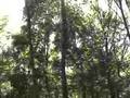 The Sound of Cicadas -- Amazing Noise of Dense Cicadas