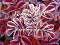 Jingle Bell Rock (chopped & screwed)